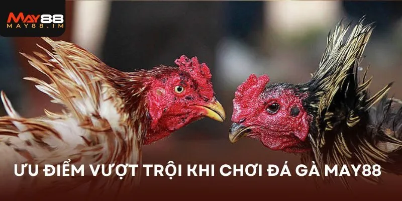 Ưu điểm vượt trội khi chơi đá gà MAY88 